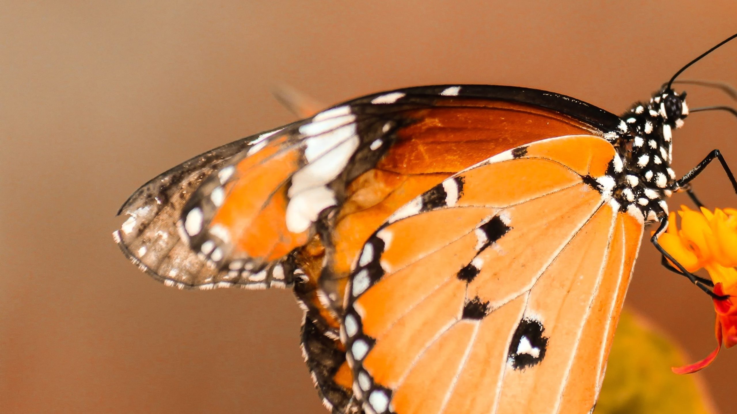 Butterfly Marvellous HD Wallpaper