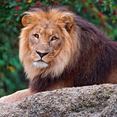 Download Male Lion HD wallpaper