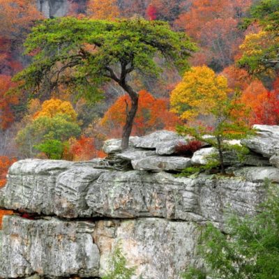 Autumn Trees & Stones wallpapers