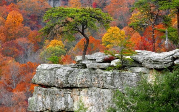 Autumn Trees & Stones wallpapers