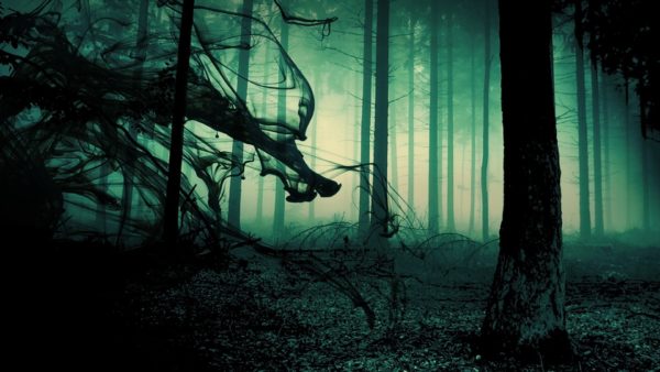 Dark Forest HD Wallpapers
