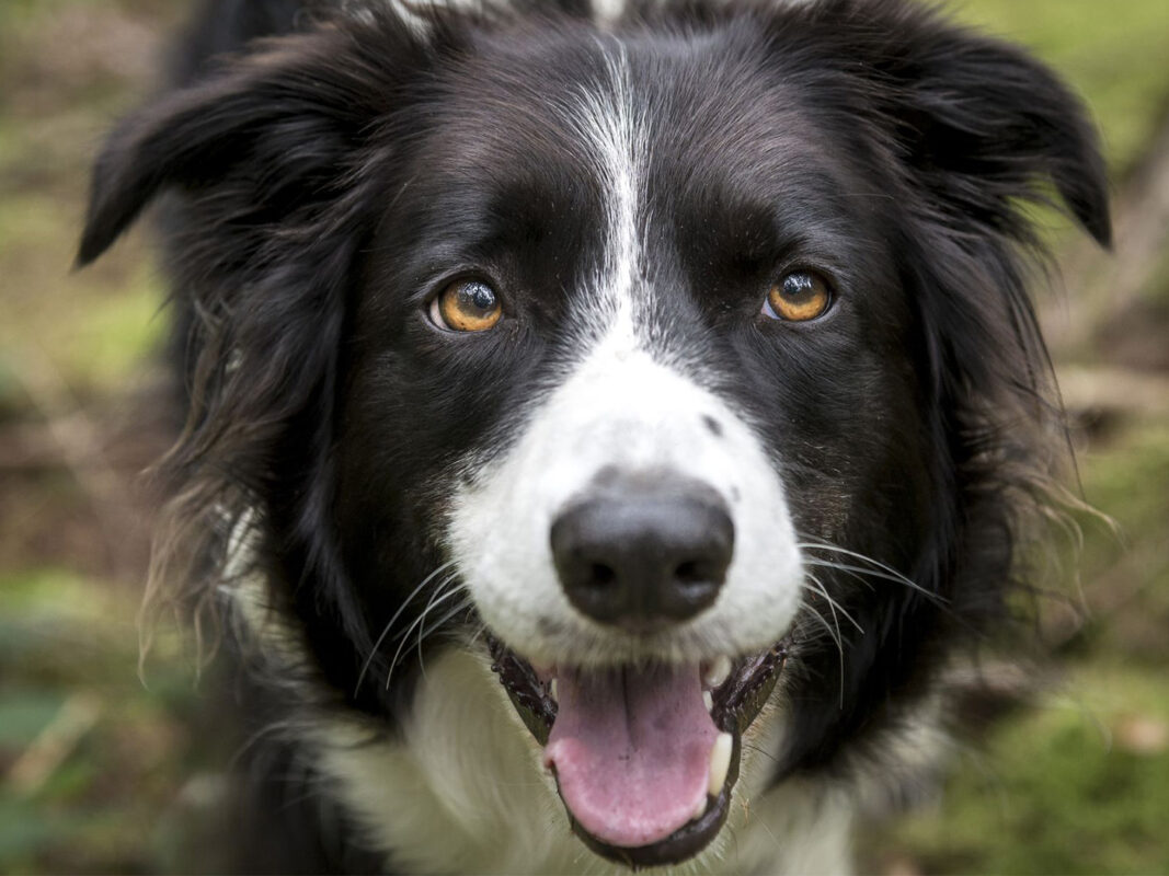 Border Collie dog picture