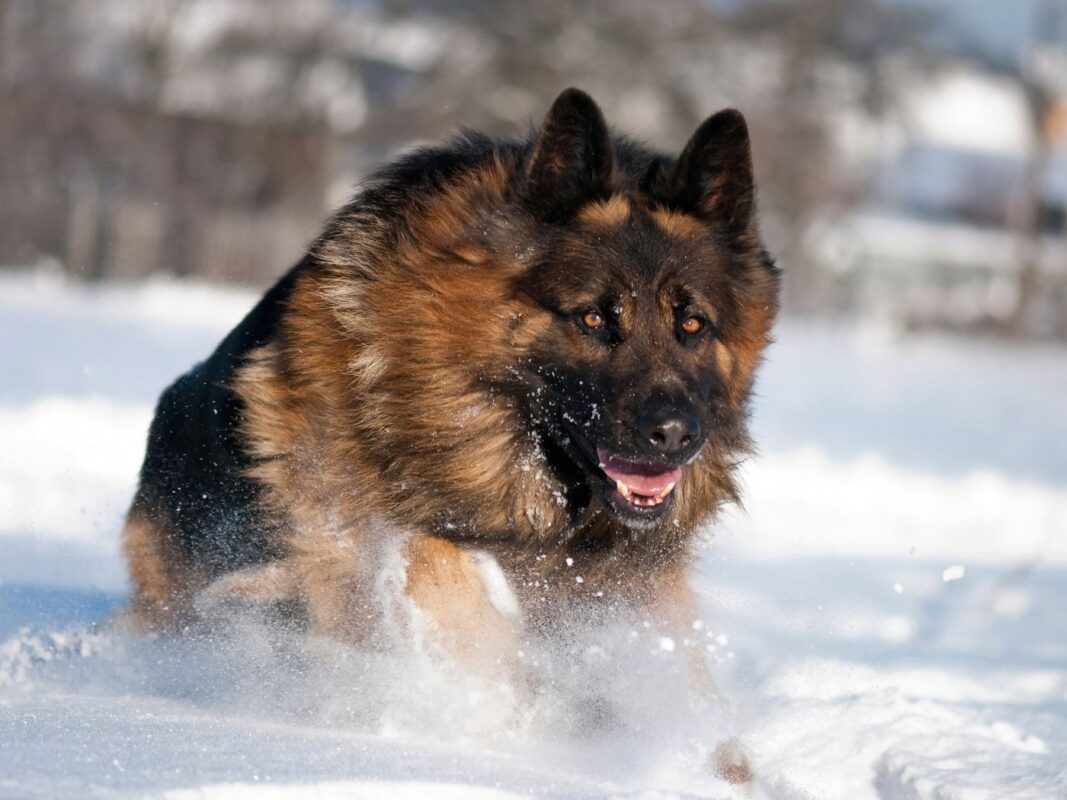 German Shepherd dog picture