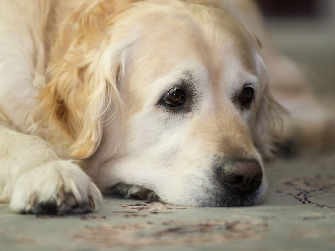 Golden Retriever dog picture