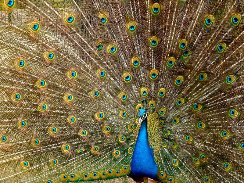Beautiful peacock images hd wallpapers