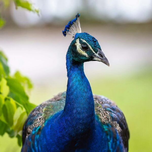 4k resolution peacock image